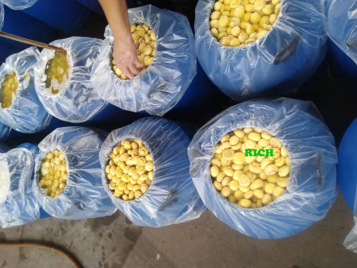 Cultivated champignon mushroom in SO2 in drums