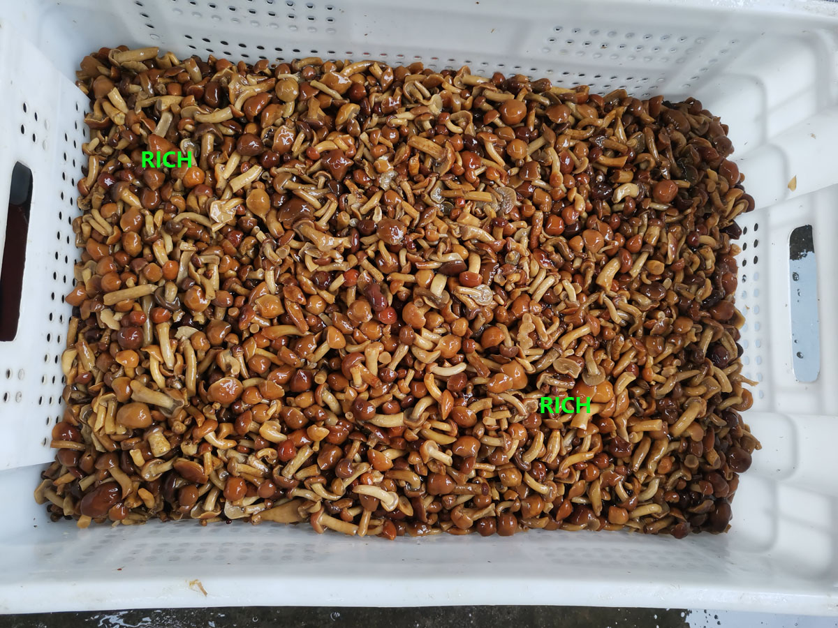 Nameko in brine in drums