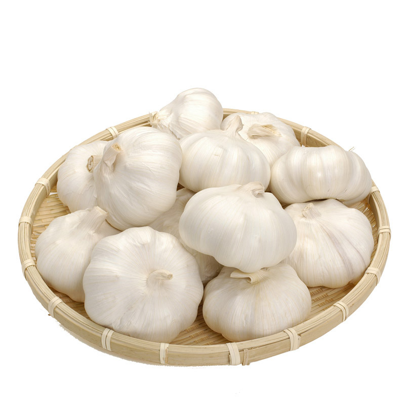 Factory salted peeled garlic cloves in brine in drums