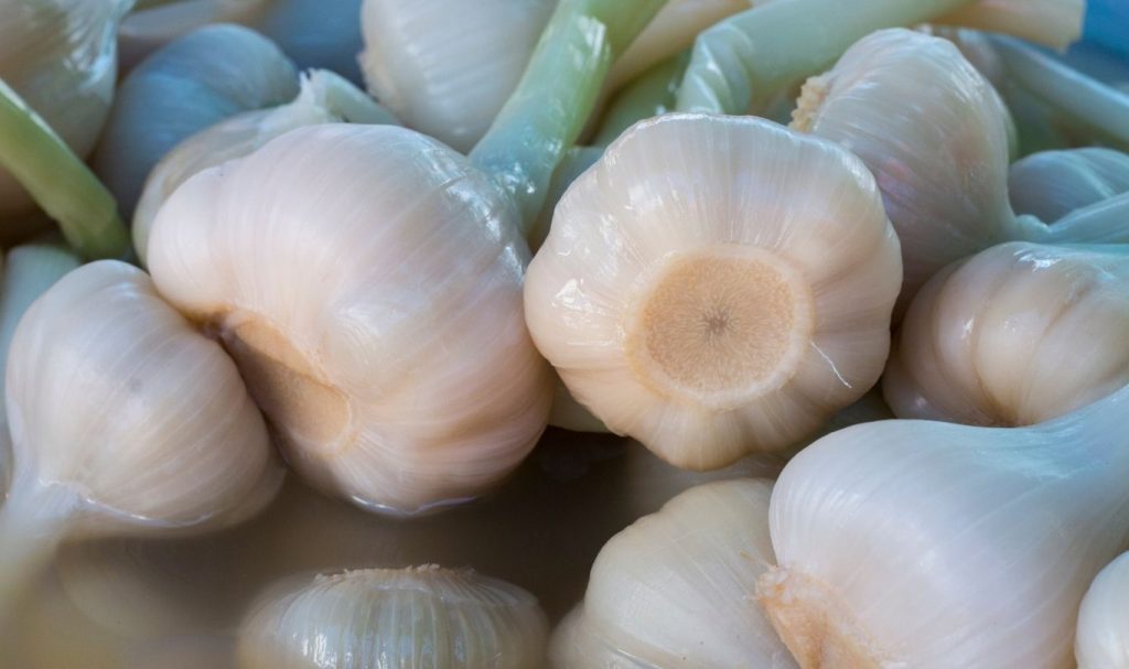 Garlic in Brine in Drums