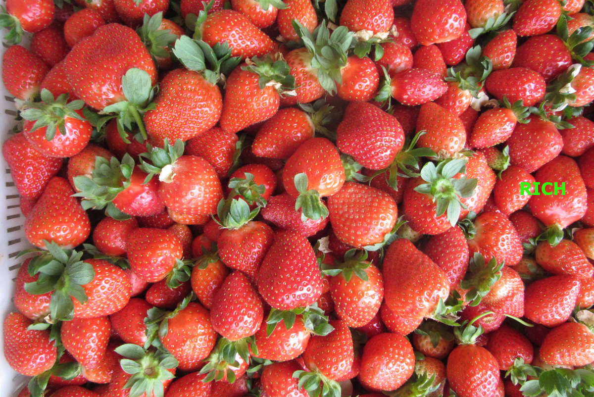IQF Strawberry fruit