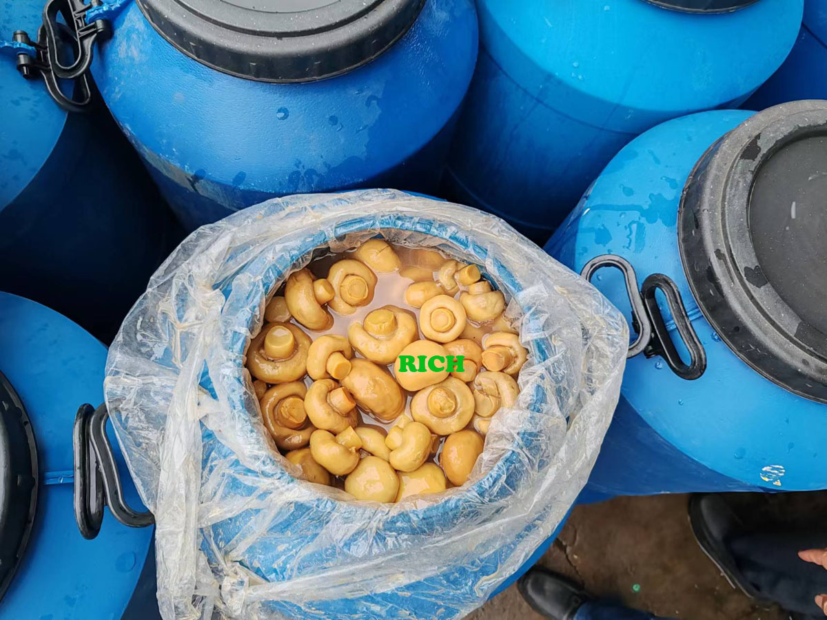 Champignon Mushroom in Brine in Drums