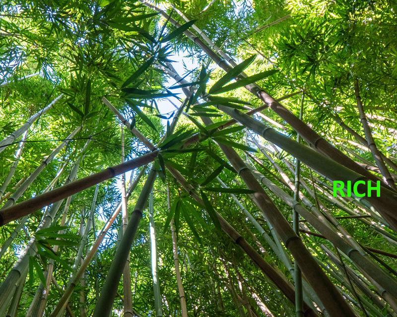 2025 hot selling frozen bamboo shoot shreds