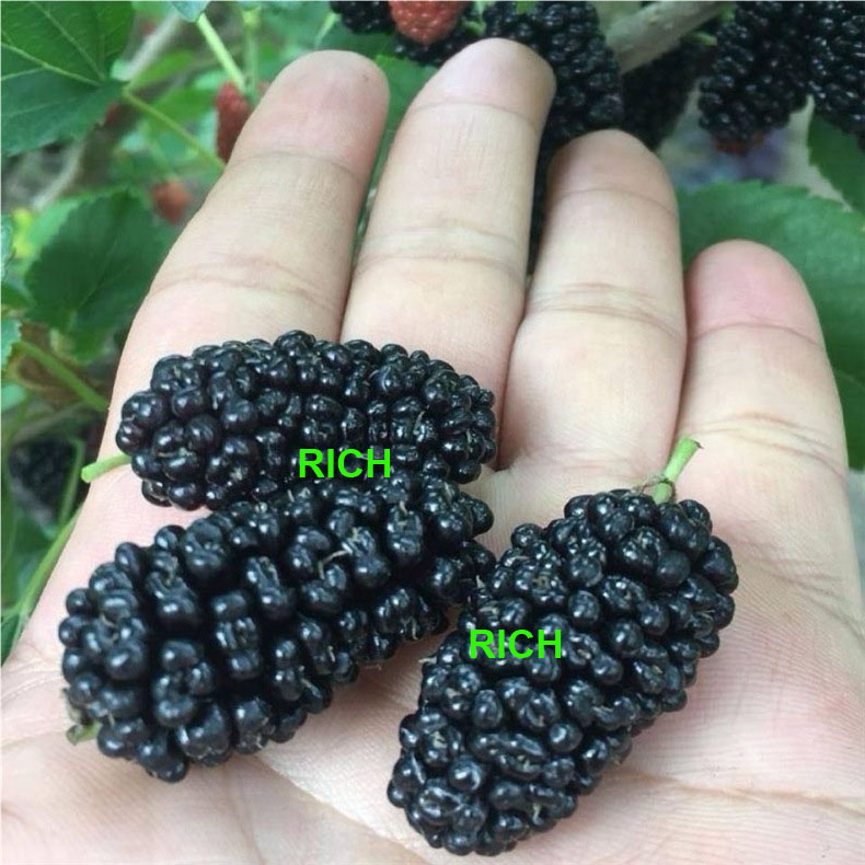 Hot Selling Frozen Fruits Black Mulberry