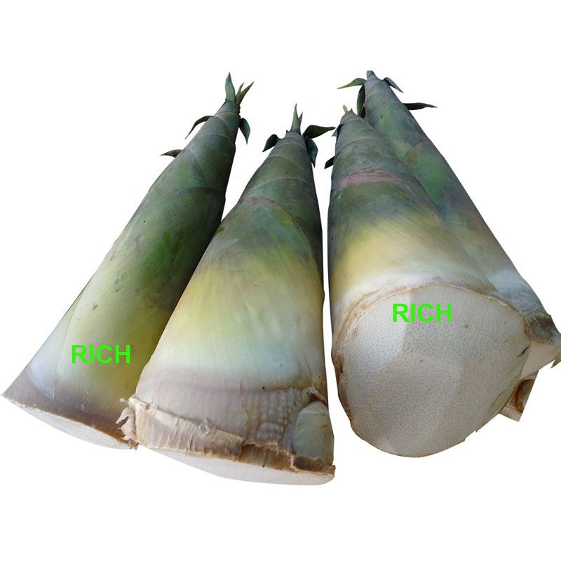 IQF Frozen Bamboo Shoot Strip Sliced