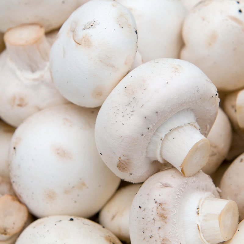 White button mushrooms in SO2 in drums