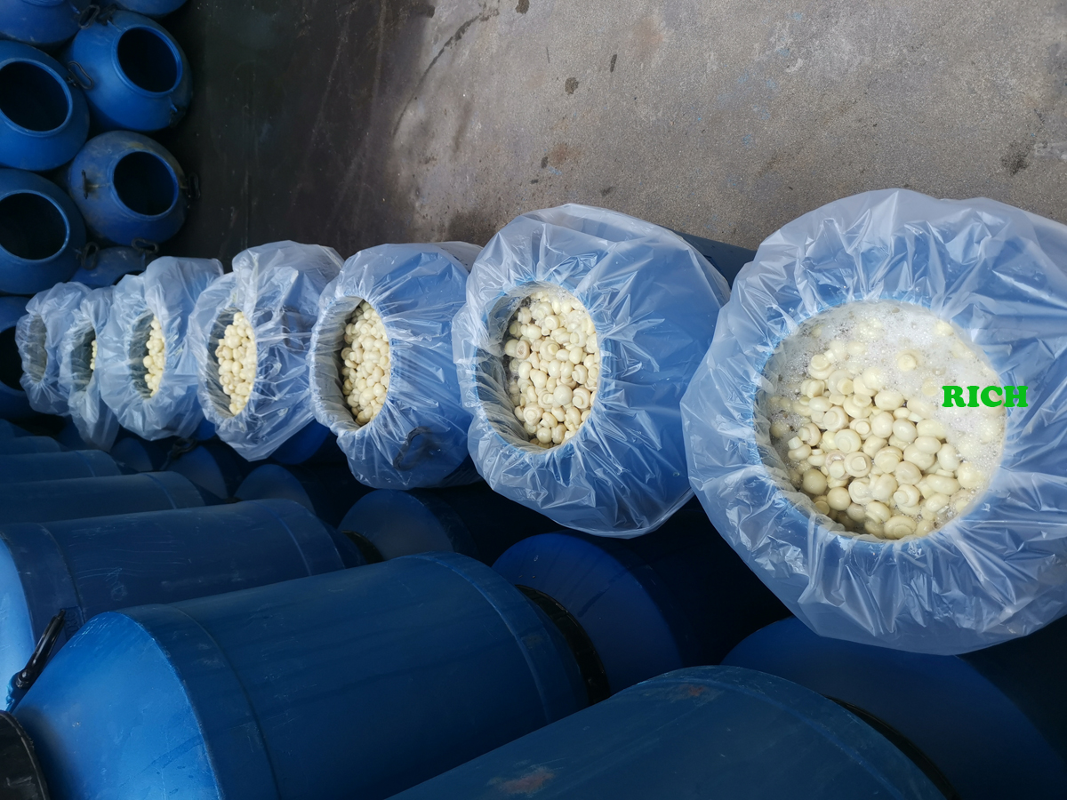 White button mushrooms in SO2 in drums