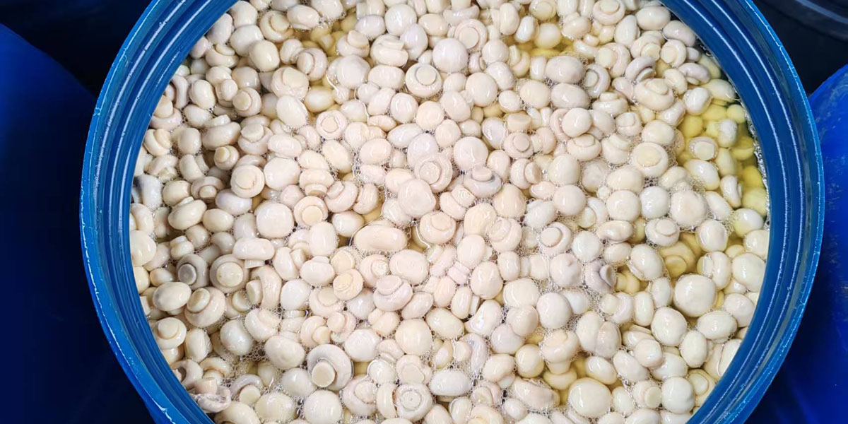 Mushroom in SO2 in drums