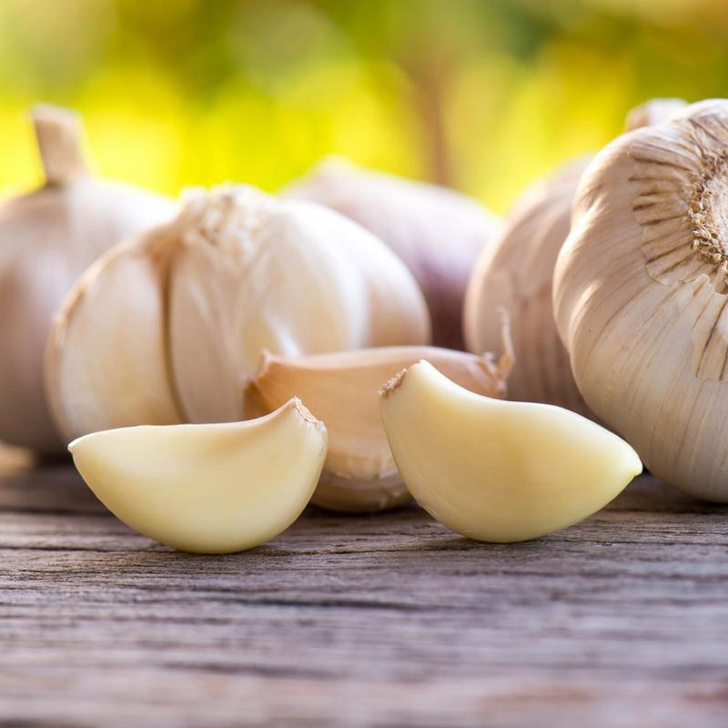 50kg drum packed white garlic in brine