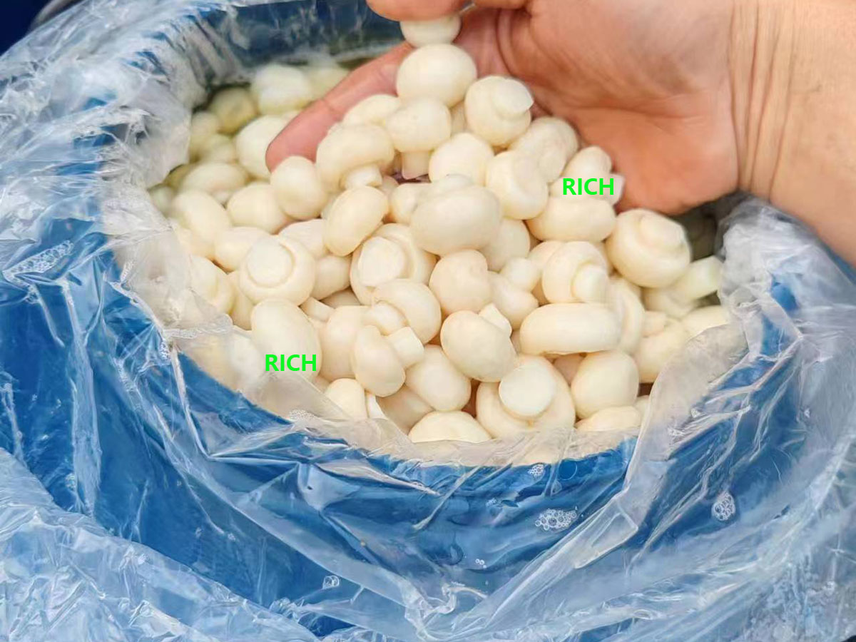 Whole button mushroom in SO2 in drums
