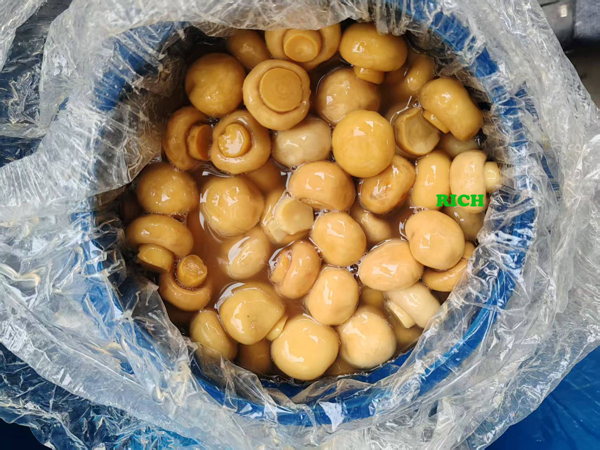 White button mushroom in brine in drums