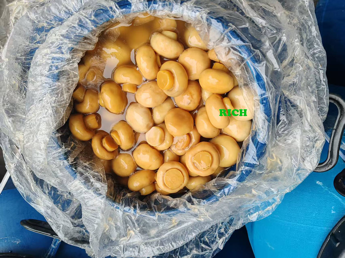 Preserved Fresh Champignon Mushroom in Drums 
