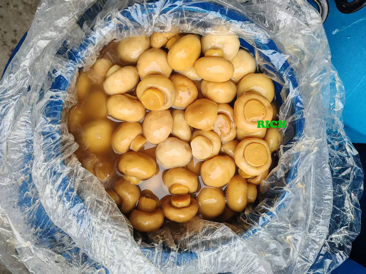 Brined Champignon Mushroom in Drums