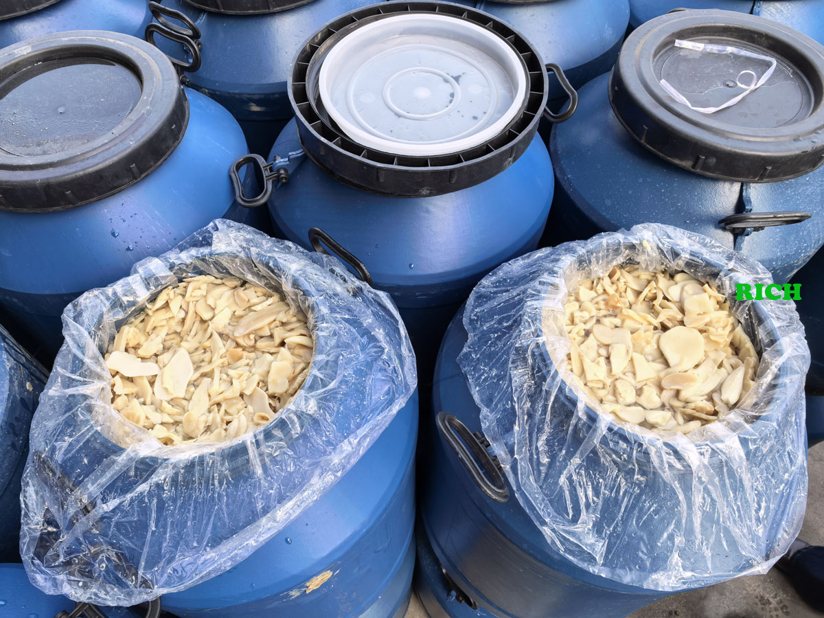 King oyster mushroom in brine in drums