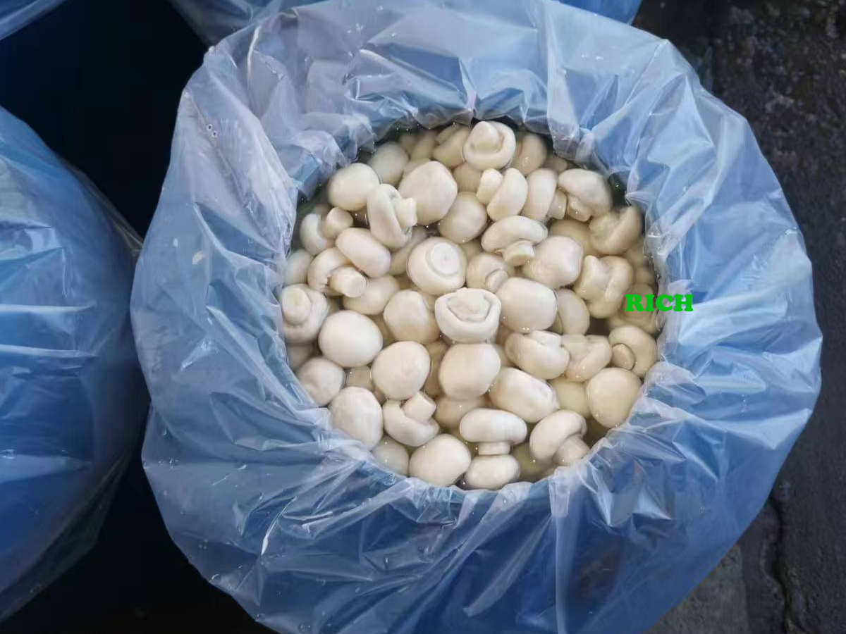 2025 new crop white mushroom in SO2