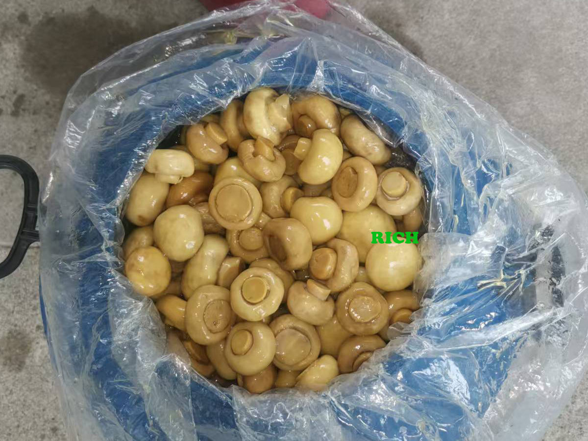 Salted Whole Mushroom in plastic drums