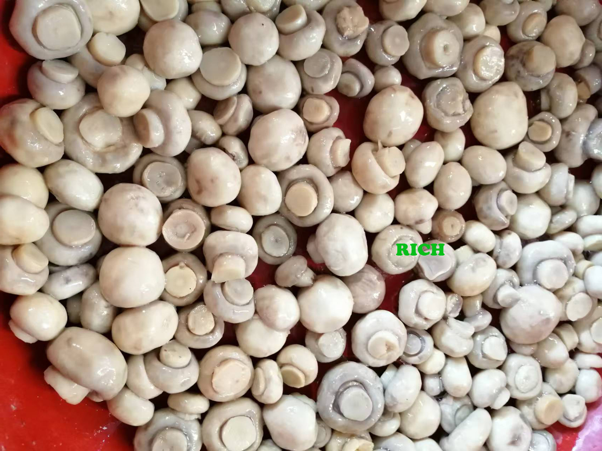 Whole Champignon Mushroom in Brine