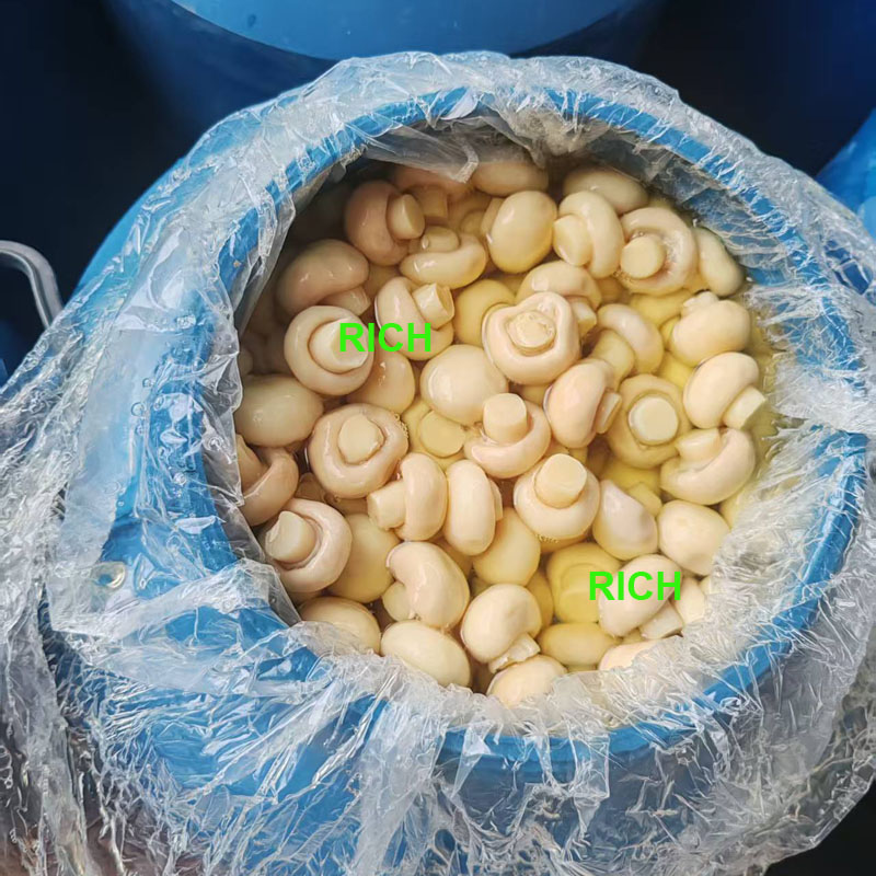 Drum packing champignon mushrooms in SO2