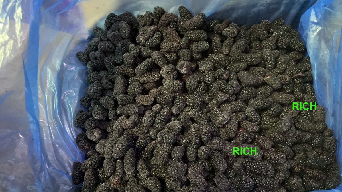 freezing mulberry