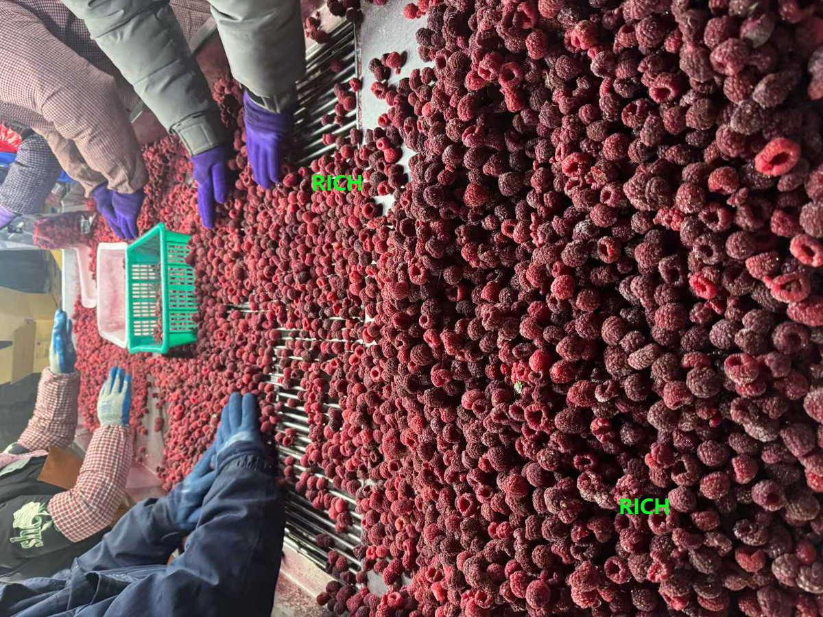 Freezing Raspberries Fruit