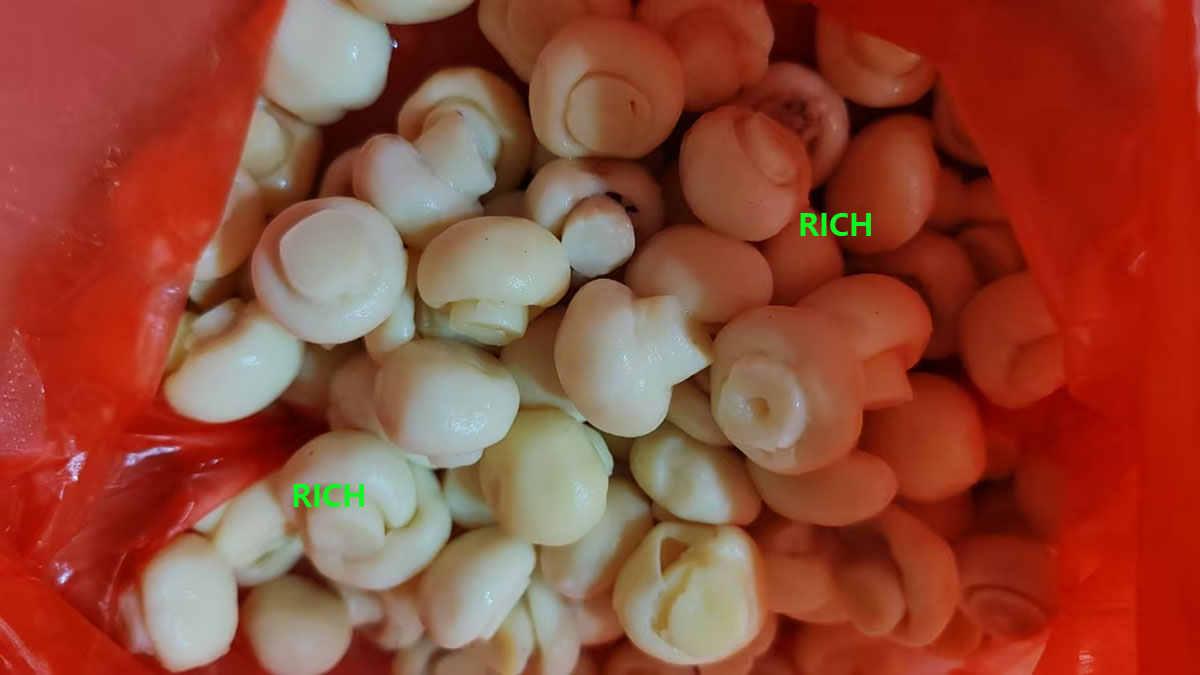 Factory white champignon mushroom in SO2 in drums
